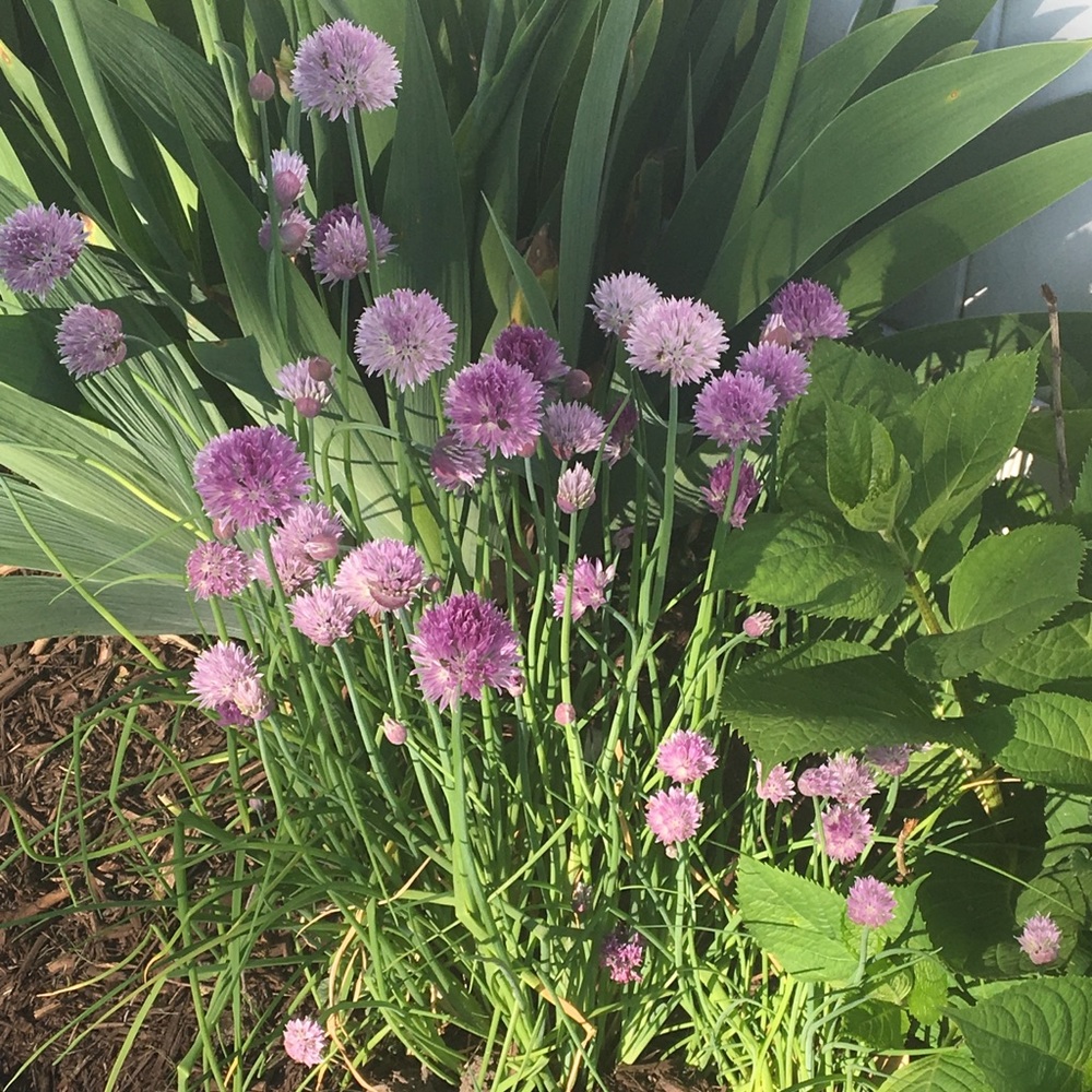 Meet your Posher, Iris